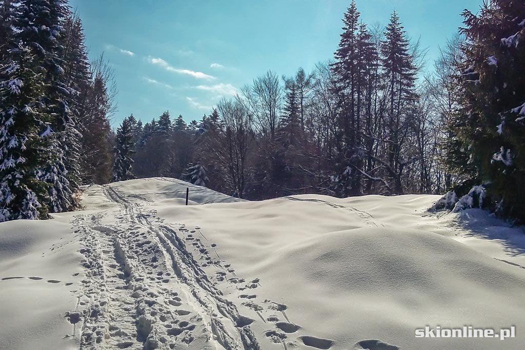 Galeria: Wiosenne skitury - na Turbacz z Koninek