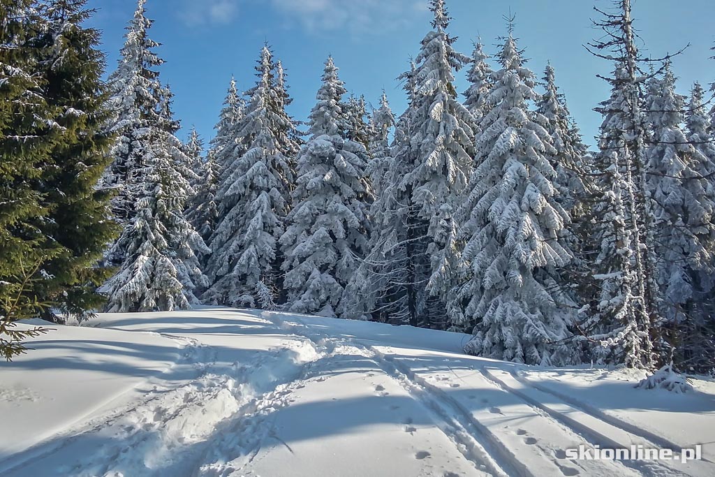 Galeria: Wiosenne skitury - na Turbacz z Koninek