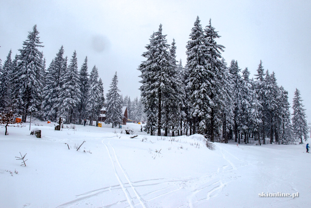 Galeria: Winter Park Martinky