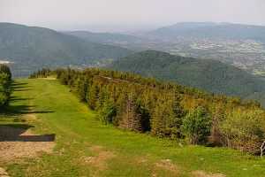 SKRZYCZNE