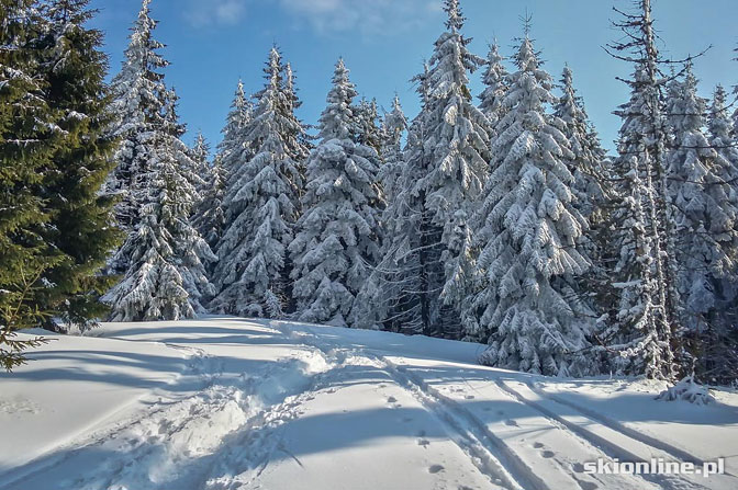 Wiosenne skitury - na Turbacz z Koninek Wiosenne skitury - na Turbacz z Koninek